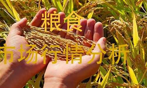粮食期货行情去哪里查(粮食期货市场在哪里)_https://www.kairu168.com_郑商所_第1张