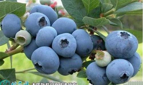 期货蓝莓价格行情(农产品蓝莓电子期货)_https://www.kairu168.com_大商所_第1张
